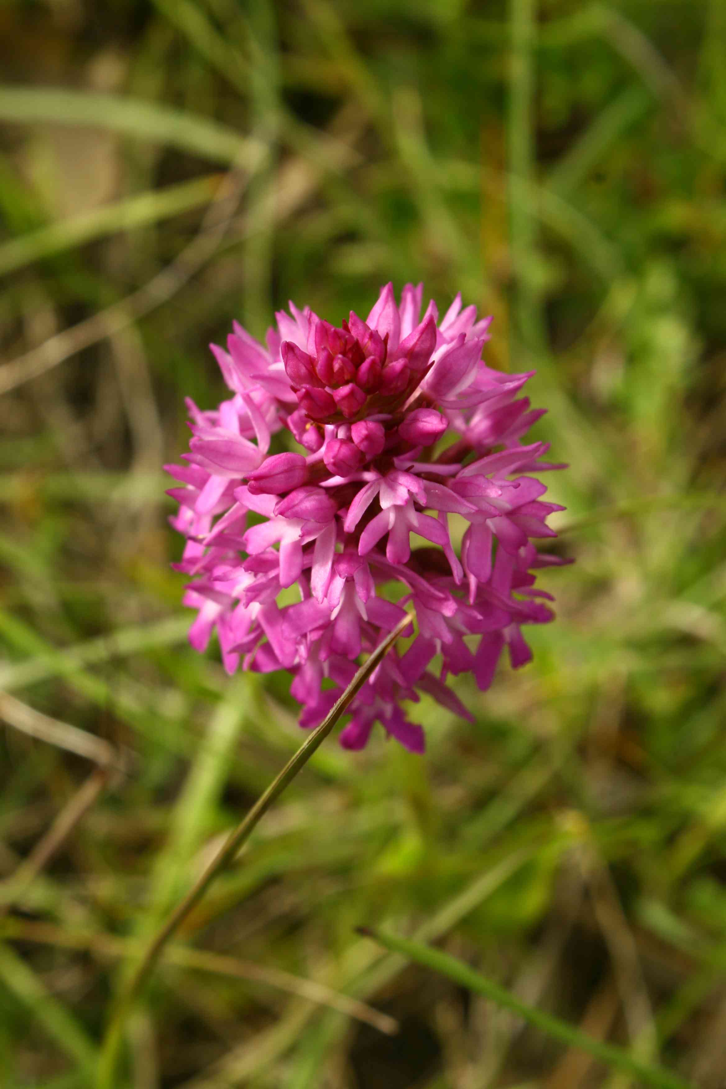 Anacamptis pyramidalis